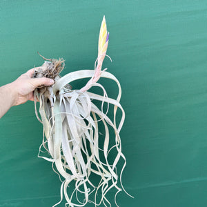 Tillandsia - Silverado