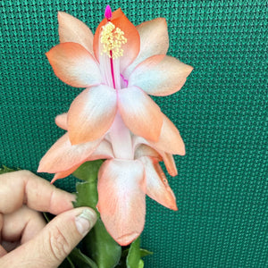 Zygocactus Beach Dancer NEW