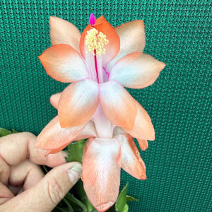 Zygocactus Beach Dancer NEW