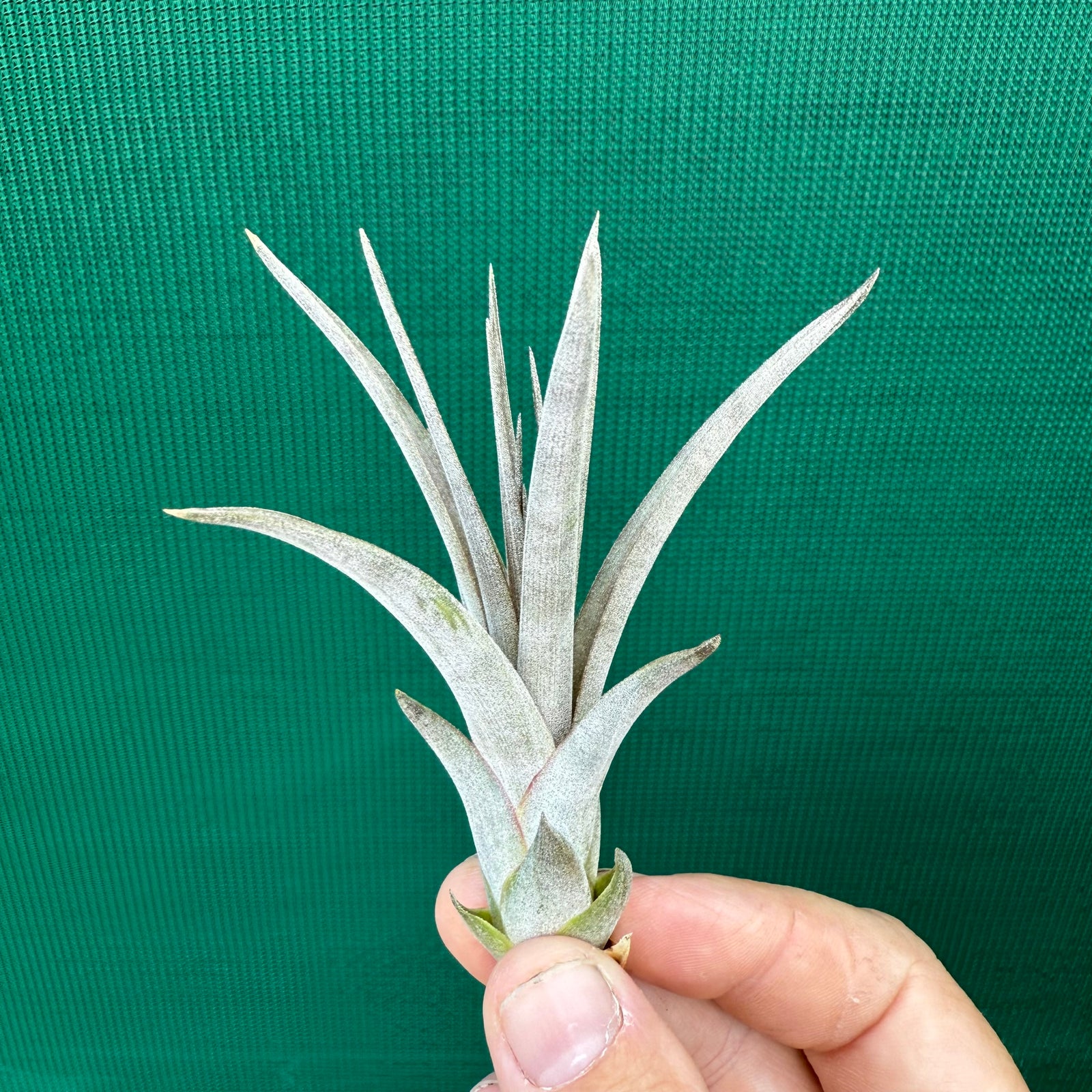 Tillandsia - El Ultimo NEW