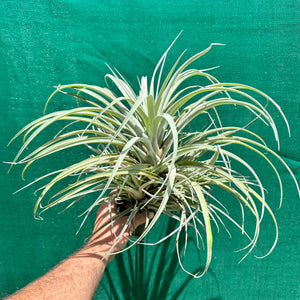 Tillandsia - capitata ‘Pink’ ex. BG NEW
