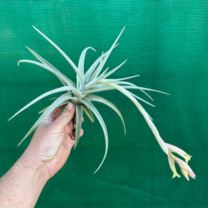 Tillandsia - Candy Corn NEW