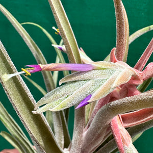 Tillandsia - Seleptron ex. PT