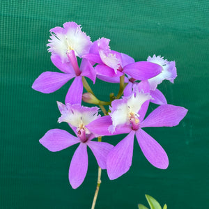 Epidendrum ‘Hybrid Pink’