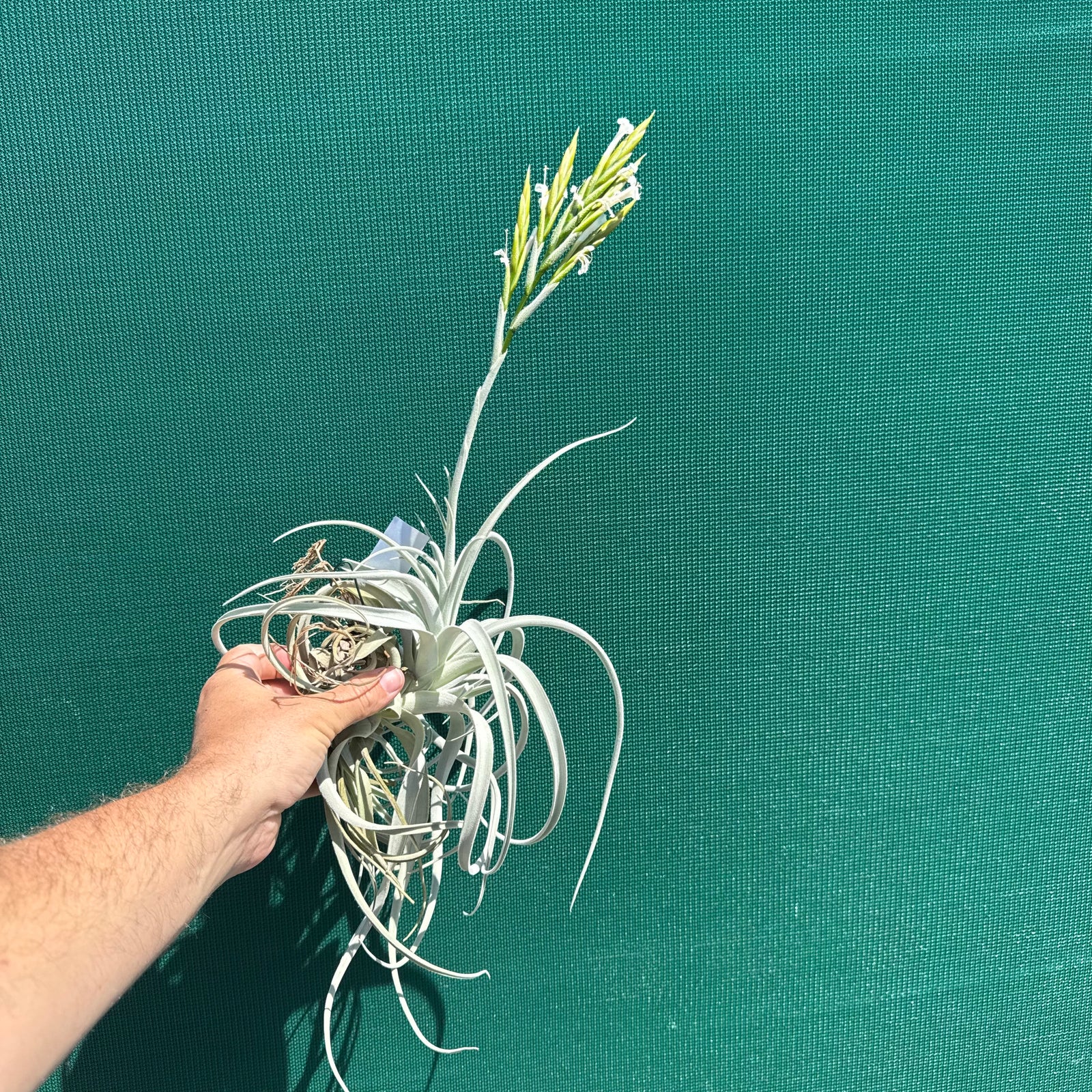 Tillandsia - chiletensis ‘Red Bract’ ex. PT