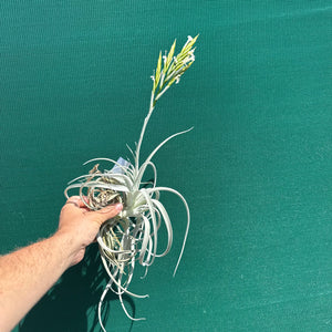 Tillandsia - chiletensis ‘Red Bract’ ex. PT