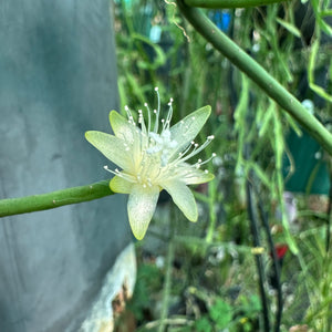 Rhipsalis hadrosoma - R50