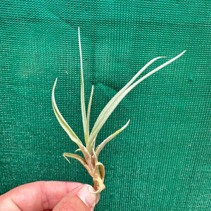 Tillandsia - capitata ‘Pink’ ex. BG NEW