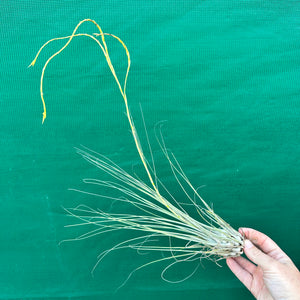 Tillandsia - disticha ‘Major’ ex. OM (Fragrant)