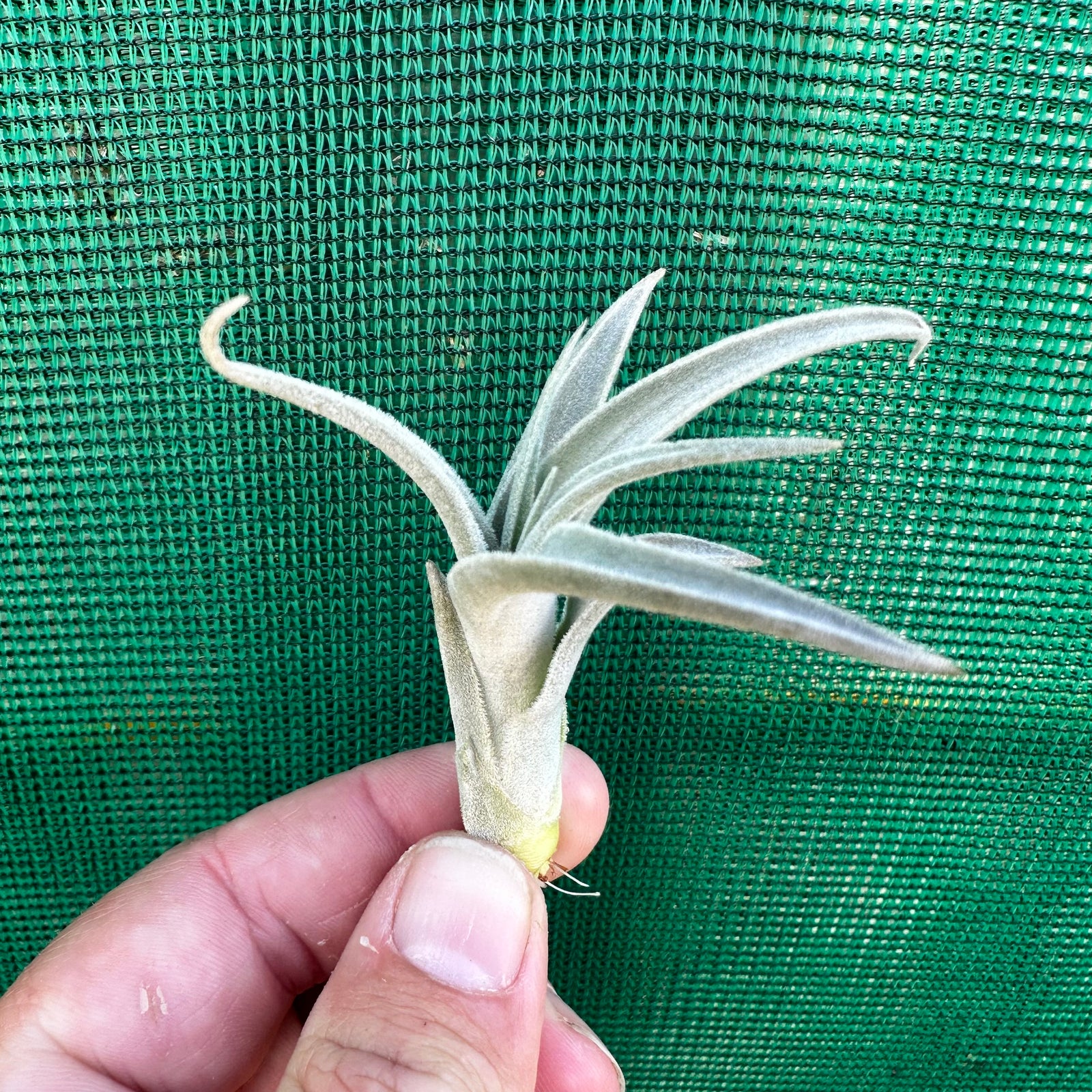 Tillandsia - lorentziana ‘Dark Red’ ex. LH