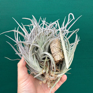 Tillandsia subsecundifolia x jonesii (Mature Clump) NEW