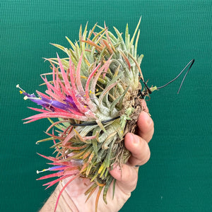 Tillandsia ionantha ‘BOE1593’ (Mature Clump)