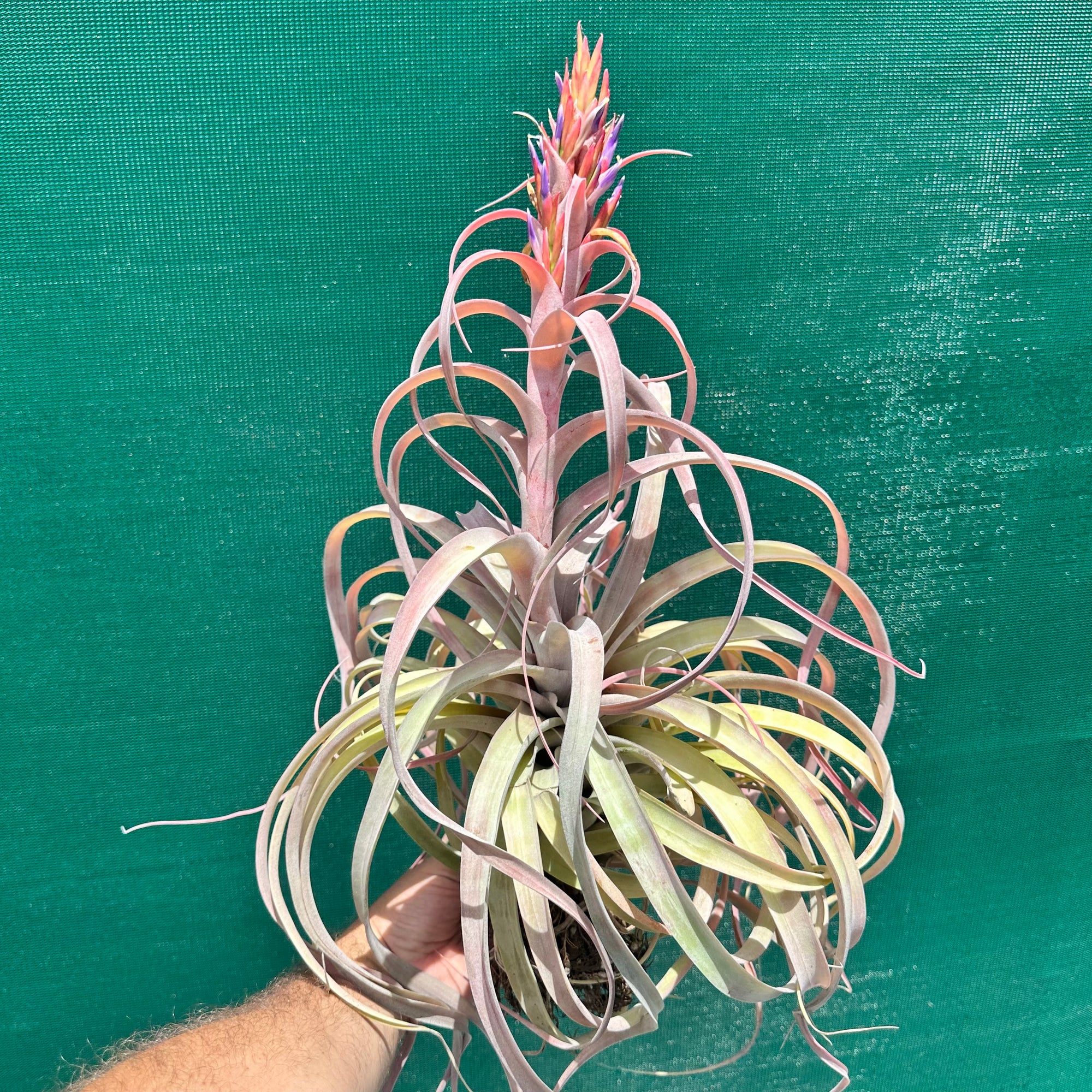 Tillandsia - Betty Bo Peep NEW