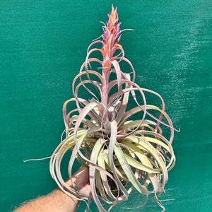 Tillandsia - Betty Bo Peep NEW