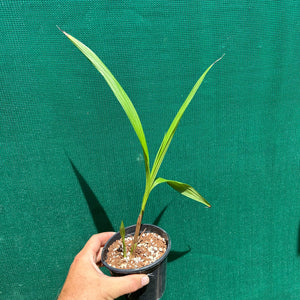 Spathoglottis ‘Lemon Kiss’ NEW