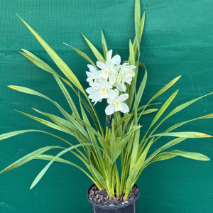 Orchid - Cymbidium ‘Snow Beauty Trinity’ NEW