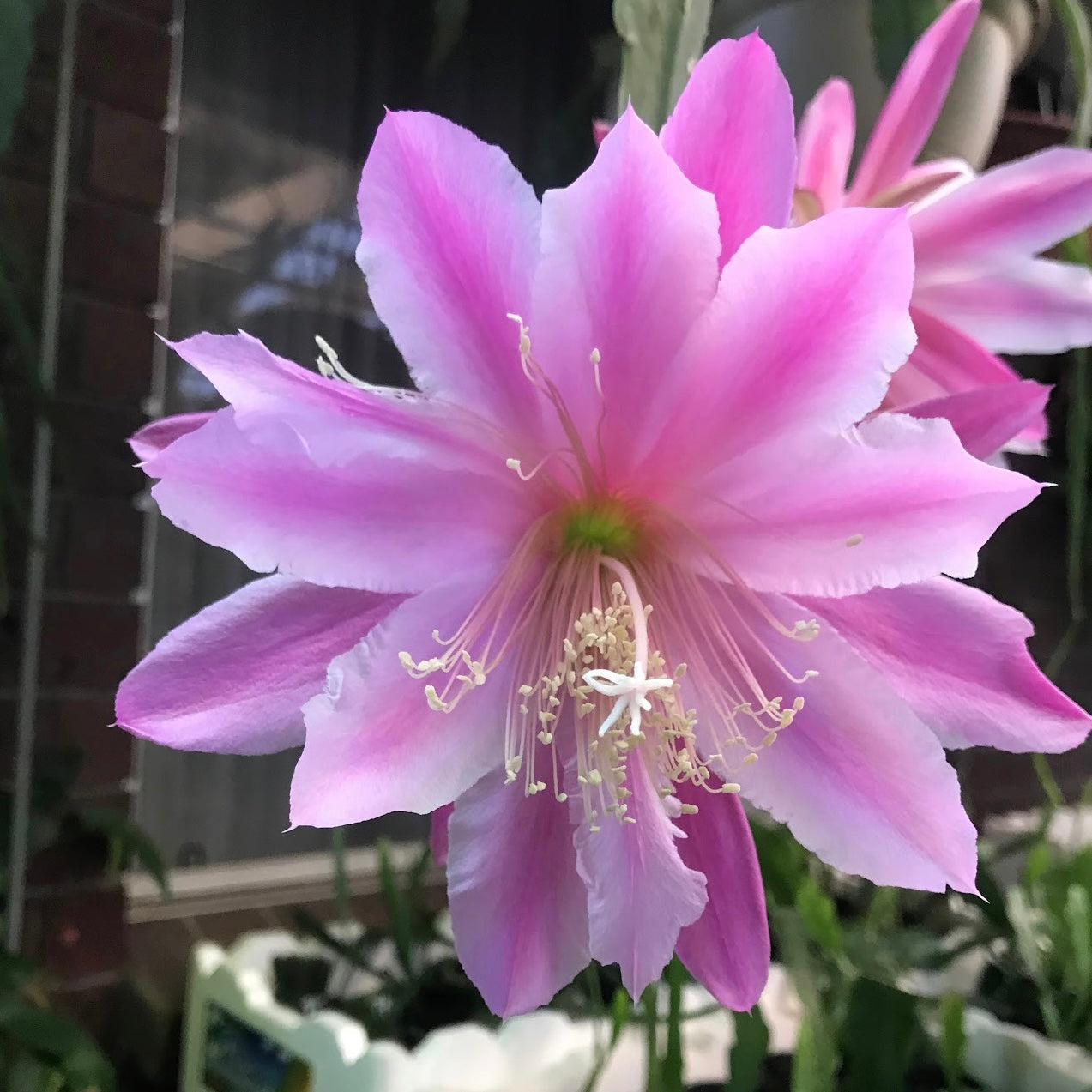 Epi. Hybrid Daisy Dean EH83