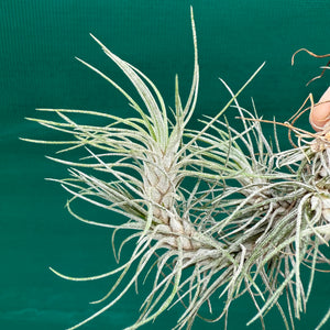Tillandsia - funckiana ‘recurvifolia’ ex. Gruber NEW