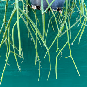 Rhipsalis baccifera f. Dauphinensis - R31