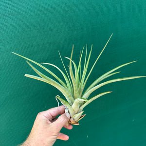 Tillandsia - roland-gosselinii ex. BH NEW