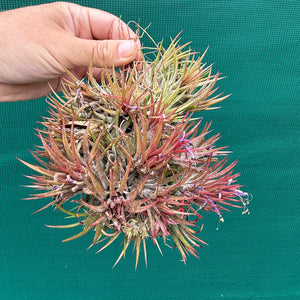 Tillandsia ionantha 'Honduras’ ex. Tropiflora (Mature Clump) NEW