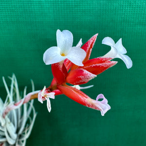 Tillandsia - subsecundifolia ‘Red’ ex. BD NEW