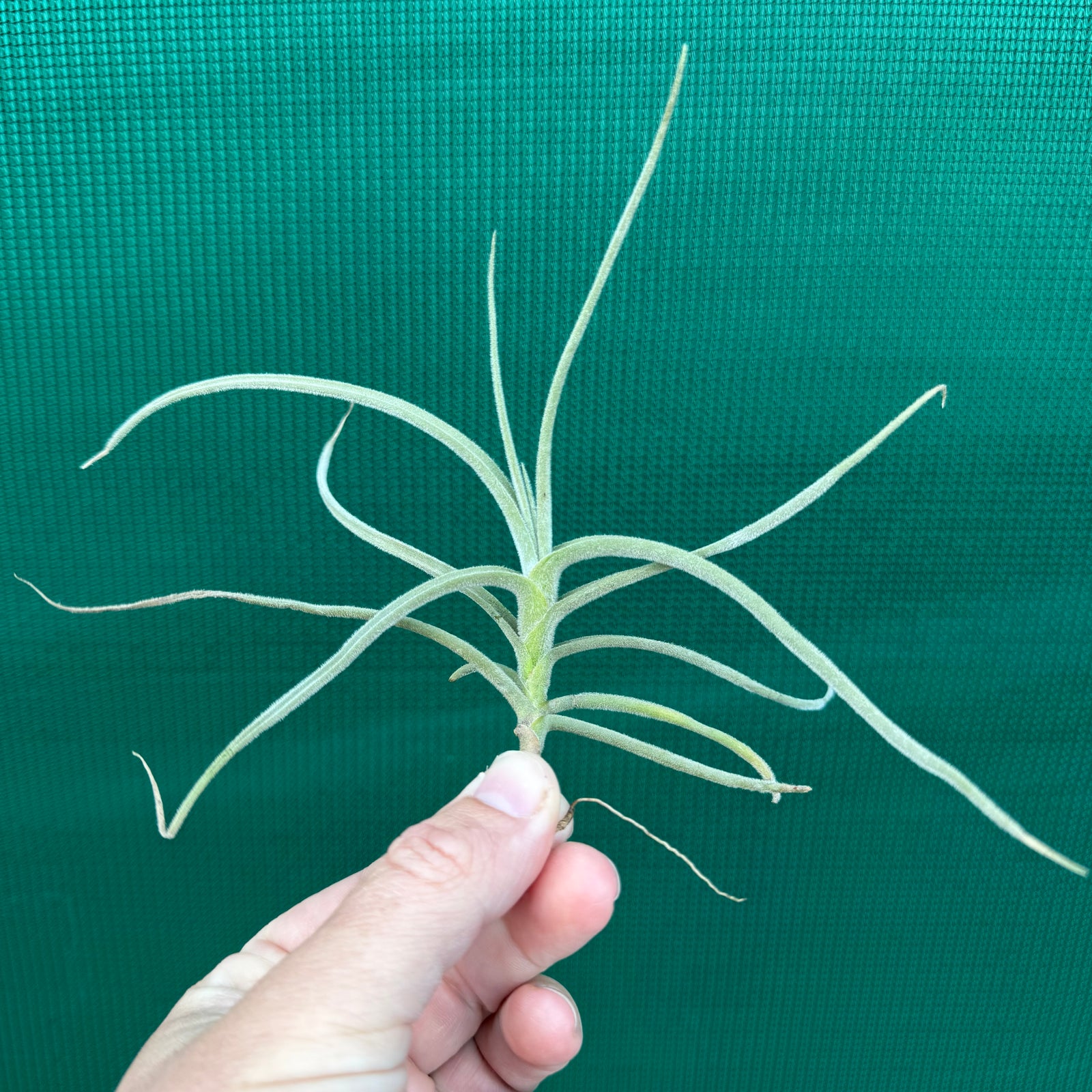 Tillandsia - caliginosa x crocata ex. CC (Fragrant)