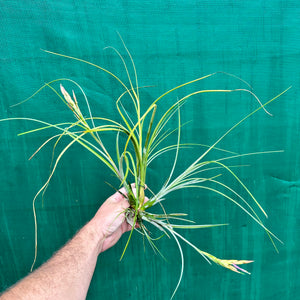 Tillandsia - occulta ex. RE