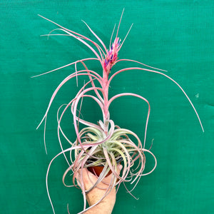 Tillandsia - brachycaulos x exserta ex. BG NEW