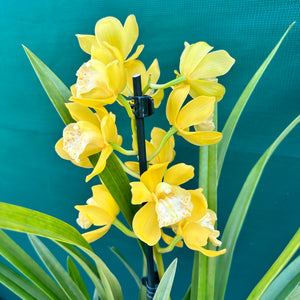 Orchid - Cymbidium ‘Tracet Reddaway Sungold’