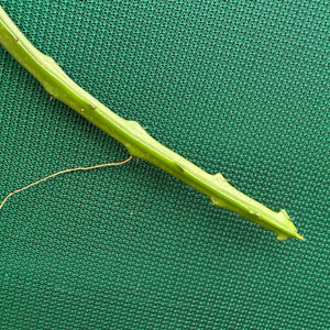 Selenicereus spinulosus EP19