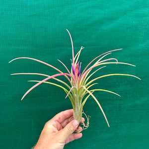 Tillandsia - Mudlo ex. HN NEW