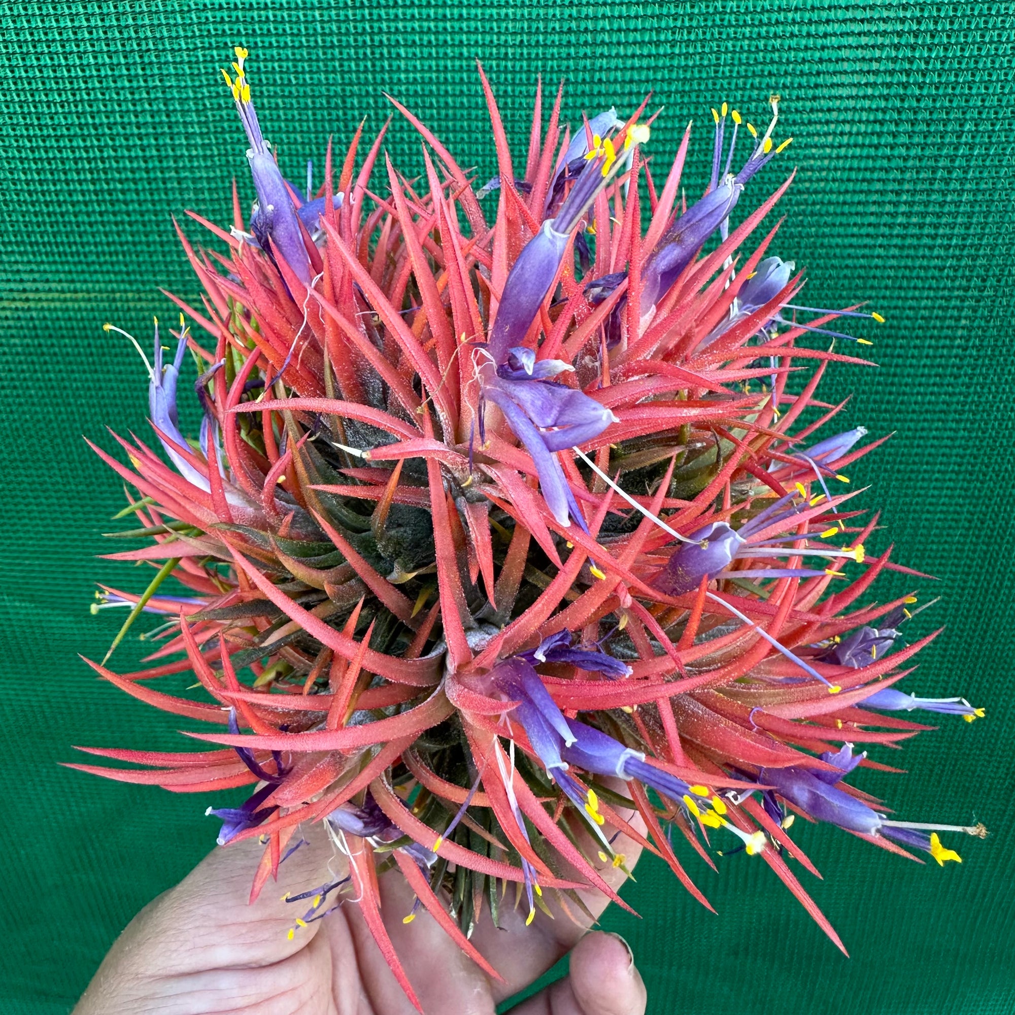 Tillandsia - ionantha ex. BD