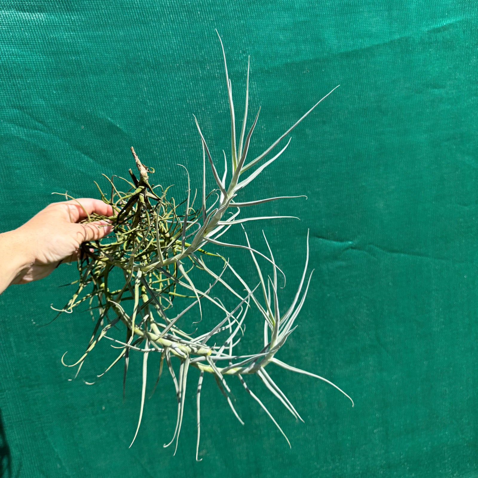 Tillandsia - arhiza ‘Goettingen’ ex. PT (Fragrant)