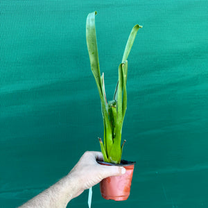 Tillandsia / Racinea dyeriana NEW