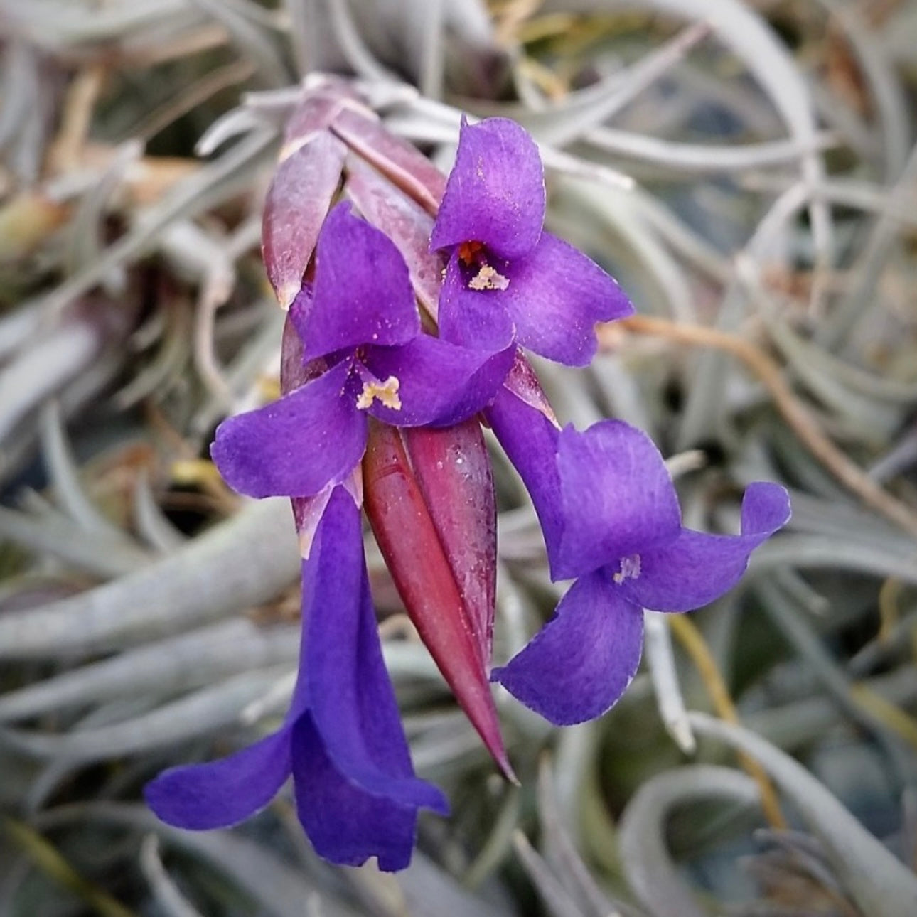 Tillandsia - zecheri var. Cafayatensis ex. IH