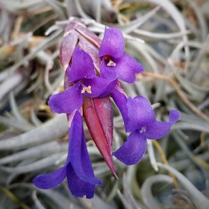 Tillandsia - zecheri var. Cafayatensis ex. IH