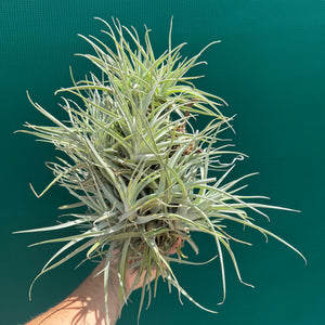Tillandsia Leon (Mature Clump)