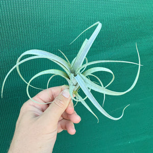 Tillandsia - parvispica ex. CC NEW