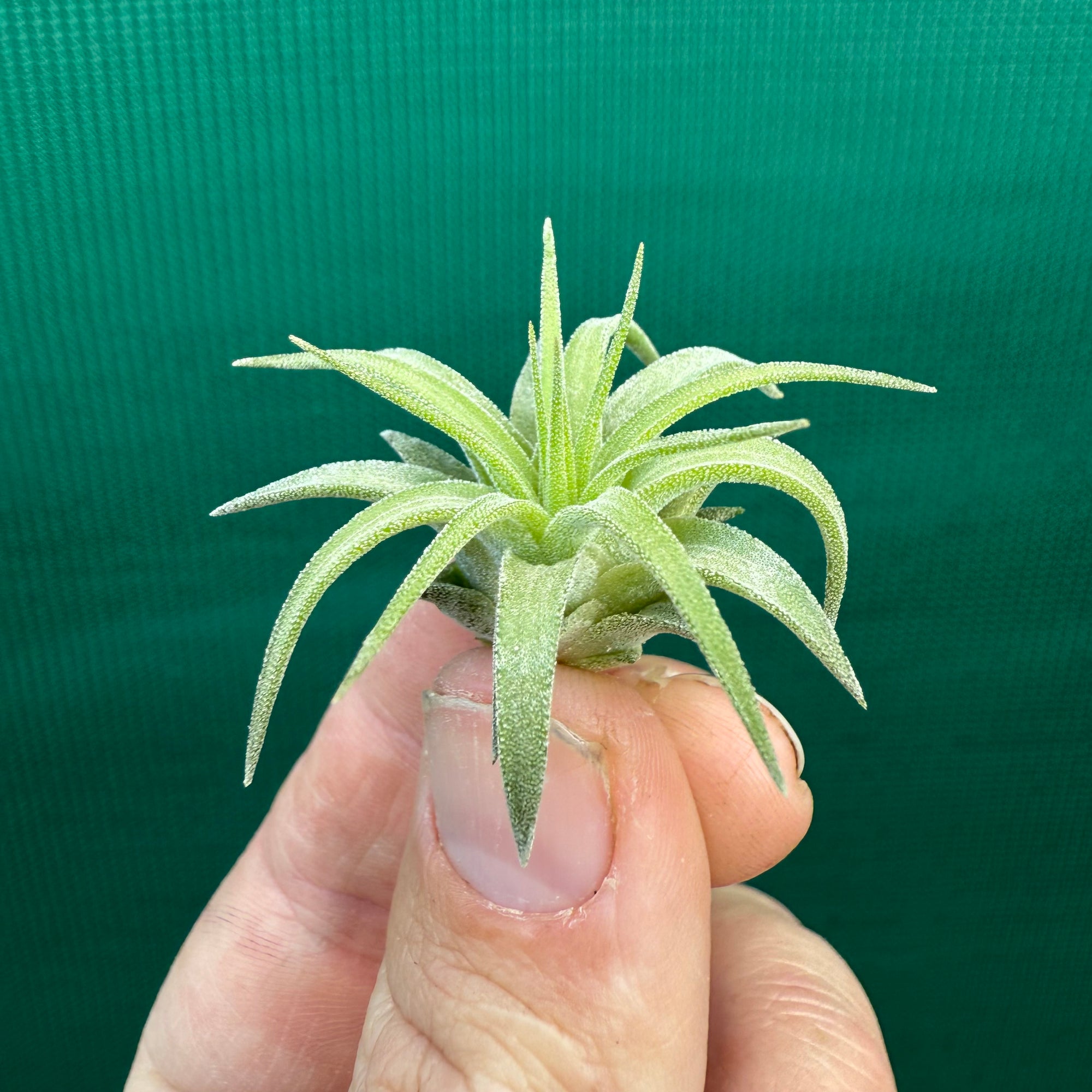 Tillandsia - ionantha 'Ron' (Asian Form) - Air Plant Decor