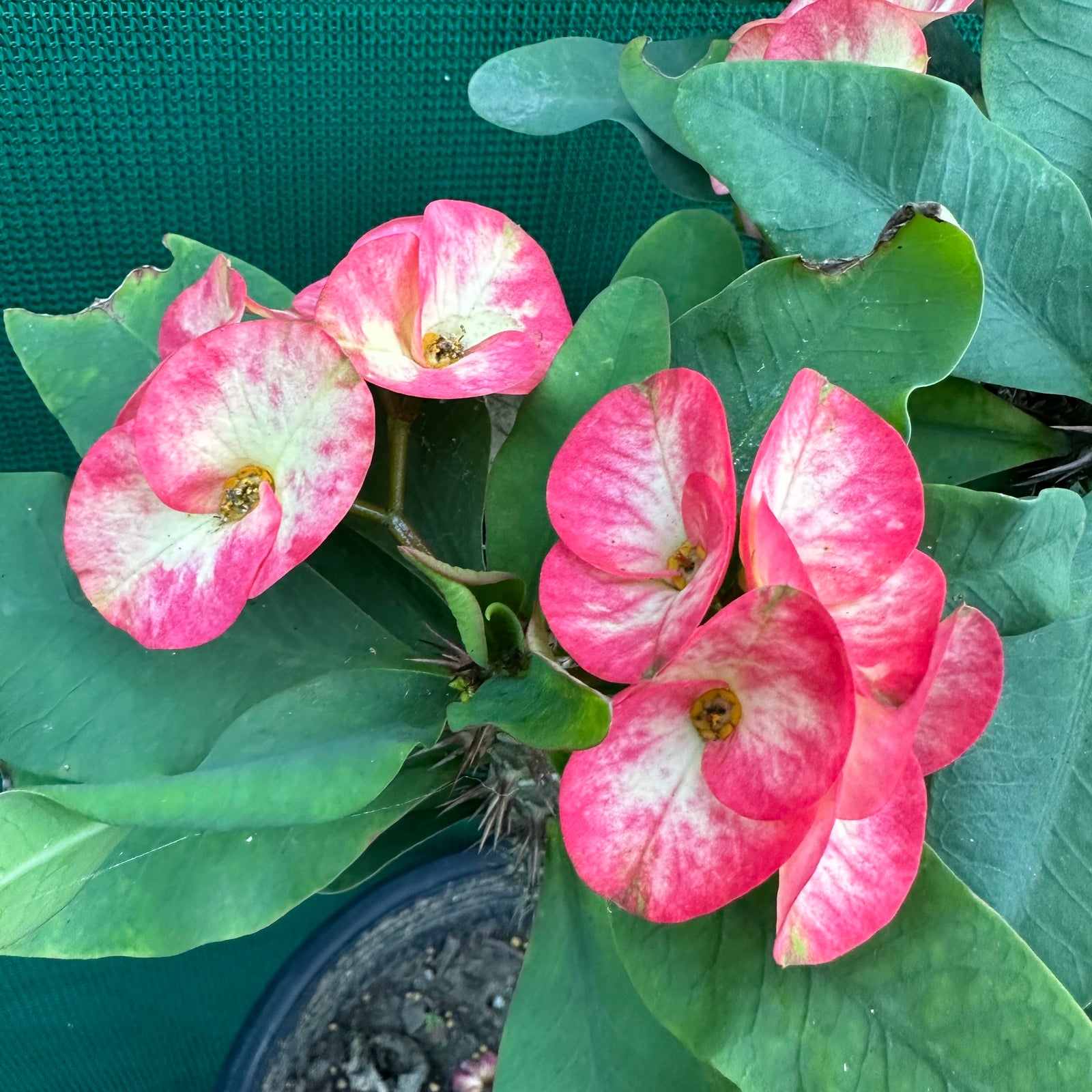 Poysean - Euphorbia milii P071