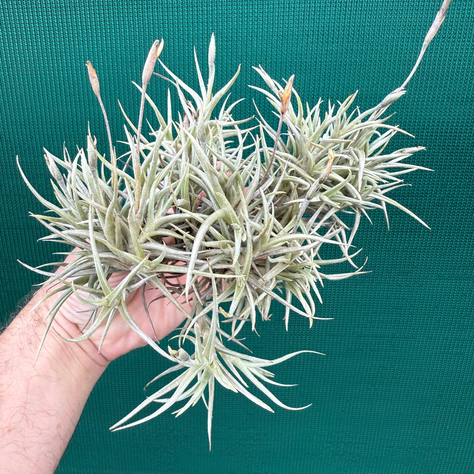 Tillandsia - erecta NEW
