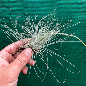 Tillandsia - fuchsii v. Gracilis