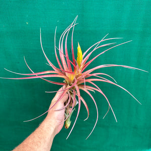 Tillandsia - Capetown