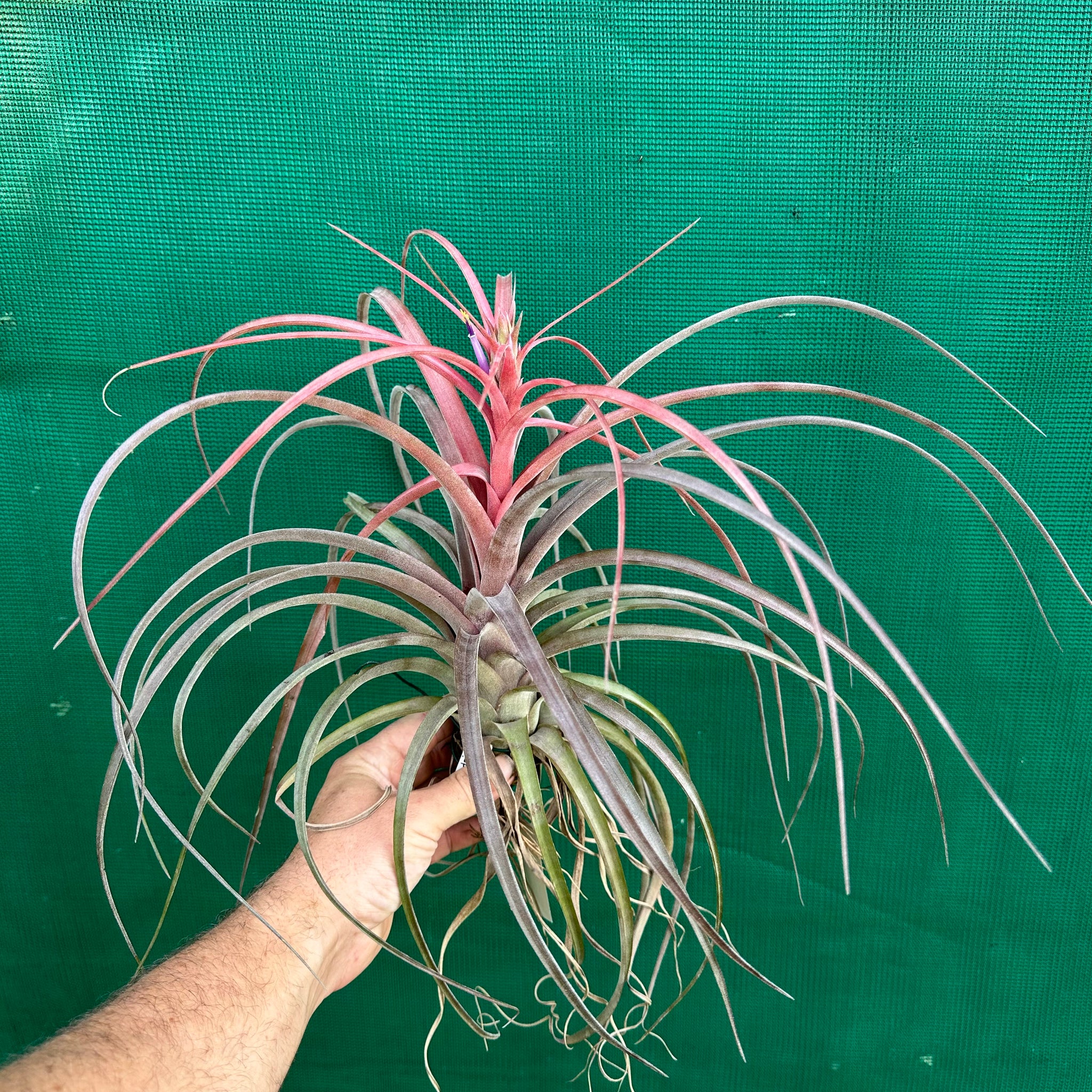 love knot air plant Tillandsia - Love Knot ex. CC