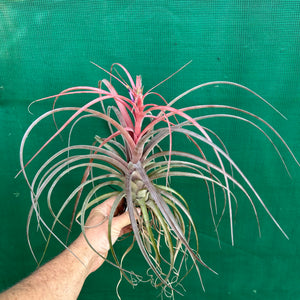 Tillandsia - Love Knot ex. CC