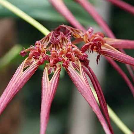 Orchid - Bulbophyllum wendlandianum