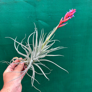 Tillandsia - Leon