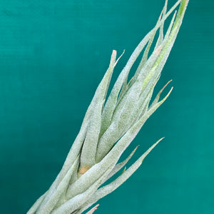 Tillandsia - kirschneckii