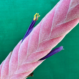 Tillandsia - Queen’s Delight